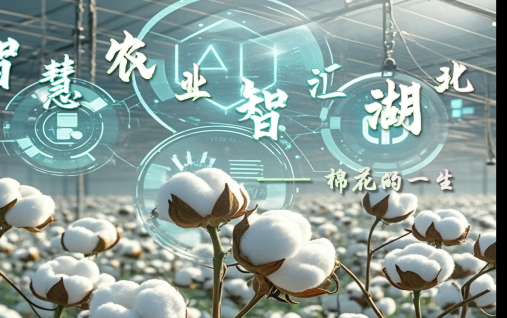 2024“外研社ⷥ›𝦉杯”短视频大赛 |【数字湖北 共创未来】《智慧农业,智汇湖北——棉花的一生》|Digital Hubei哔哩哔哩bilibili