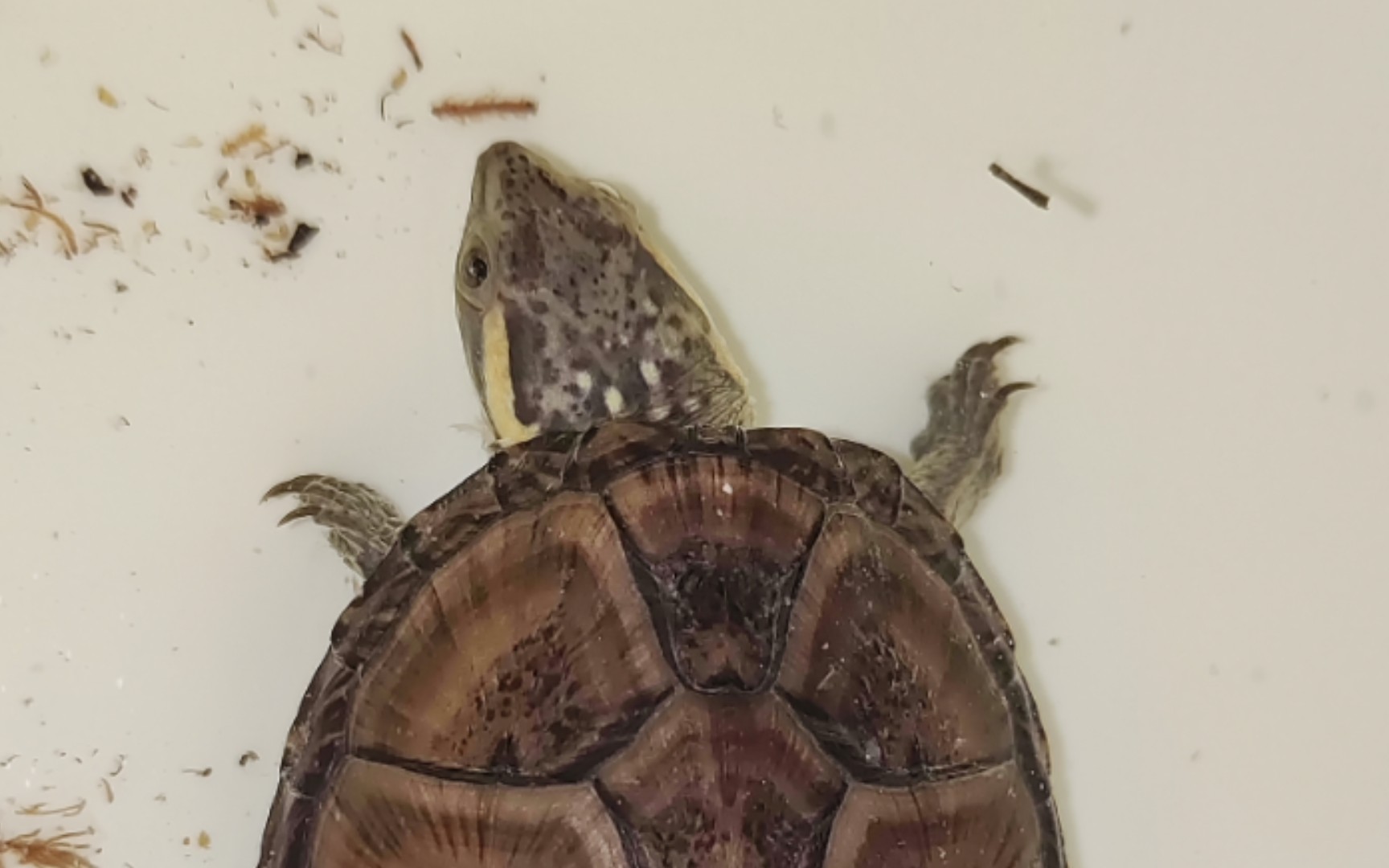 【头盔泥龟】新成员开箱,感觉跟我的满花头盔有点像,果断出手拿下