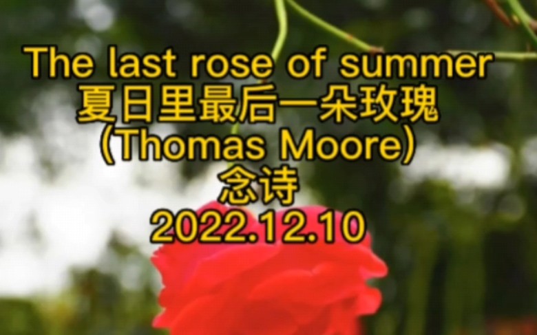 [图]念诗：夏日里最后一朵玫瑰The last rose of summer (Thomas Moore)。从前会的老歌，找到歌词干脆朗诵一遍。BGM就是歌曲的旋律。