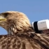 鹰眼看世界：老鹰背负摄像机，扶摇直上三千米