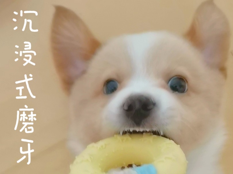 狗狗爱咬手怎么办?一招解决!