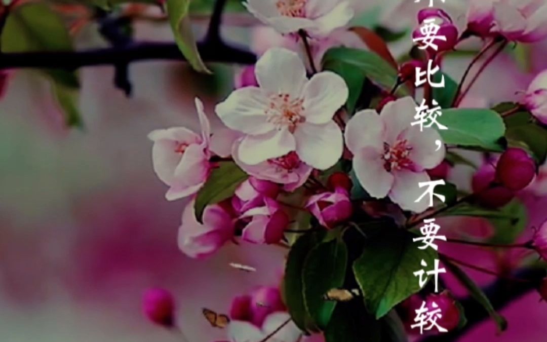 和人相处,不要比较,不要计较_哔哩哔哩_bilibili