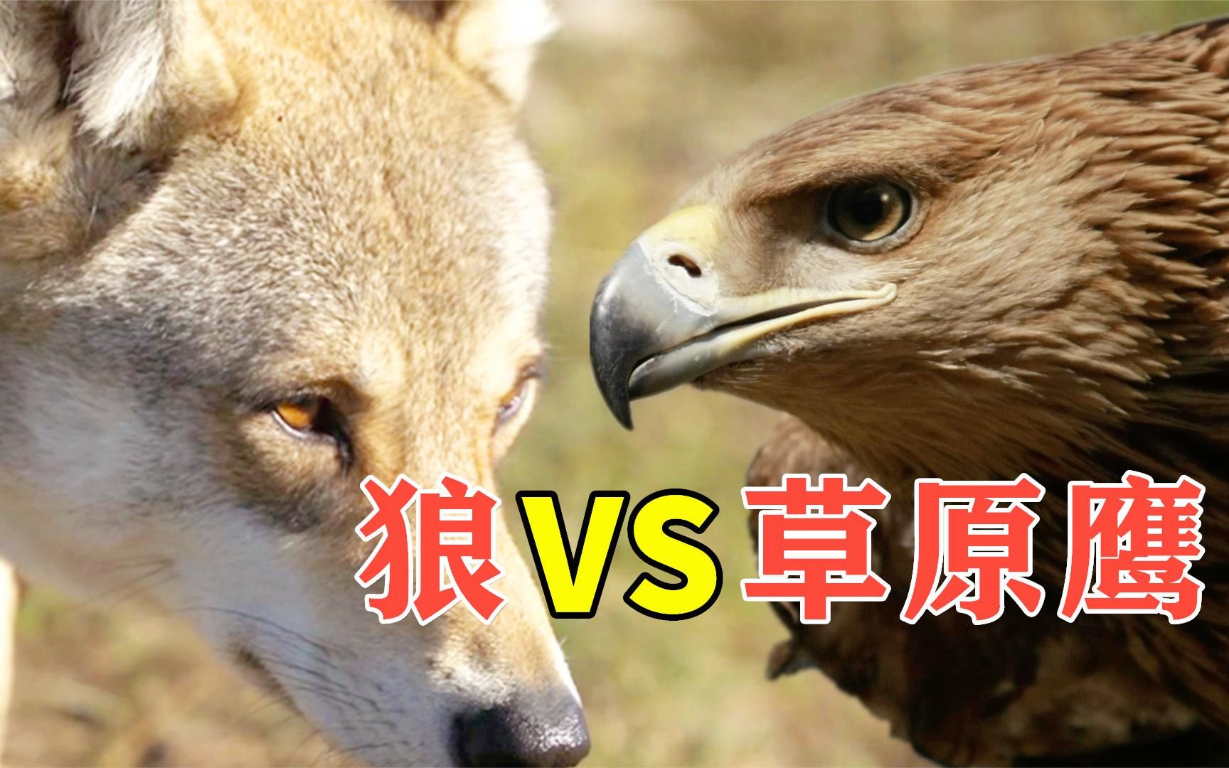 狼怕鹰吗?草原鹰vs狼,到底谁厉害?