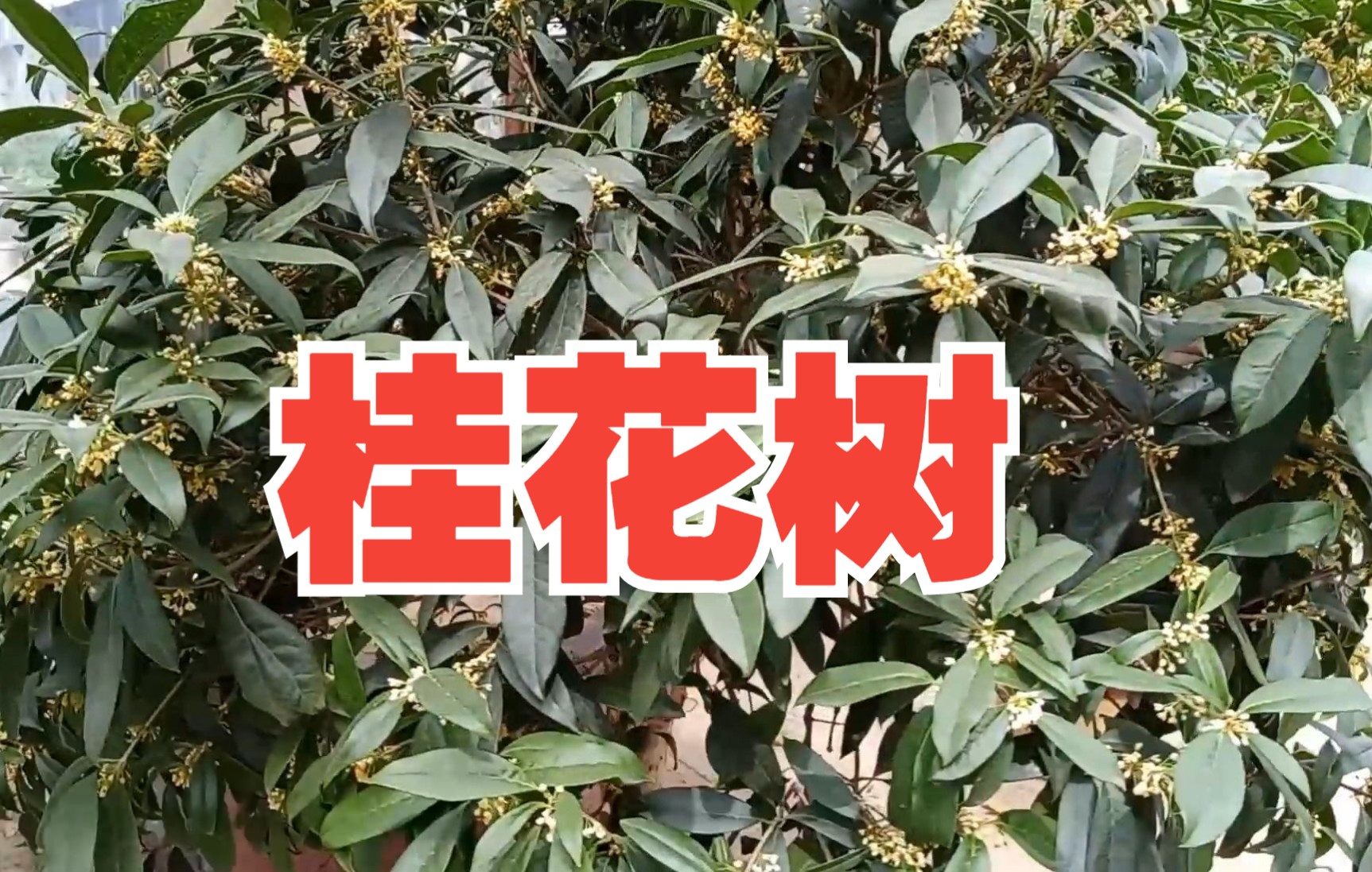 “桂花树”如何才能“种活”并且“实现”年年“开花”呢?哔哩哔哩bilibili