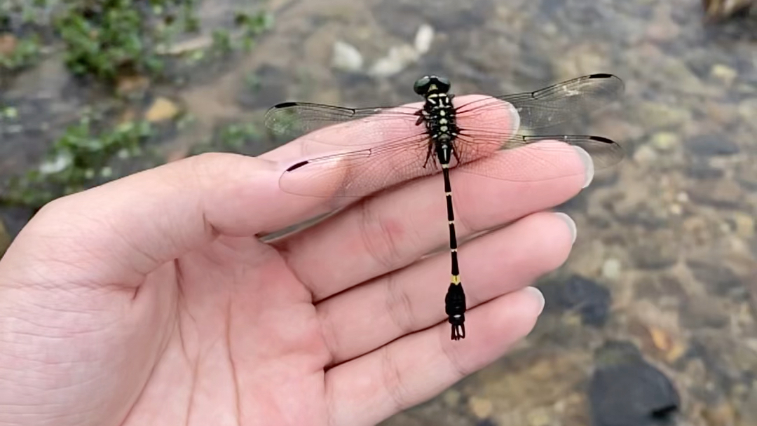 放飞驼峰环尾春蜓lamelligomphus camelus