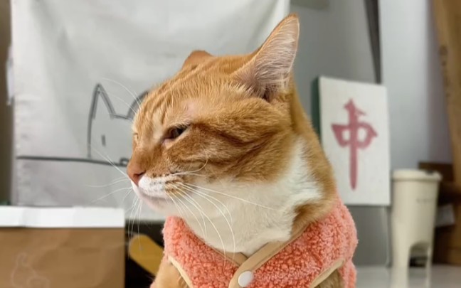 你能不能有点素质 "萌萌小猫咪 "搞笑猫咪