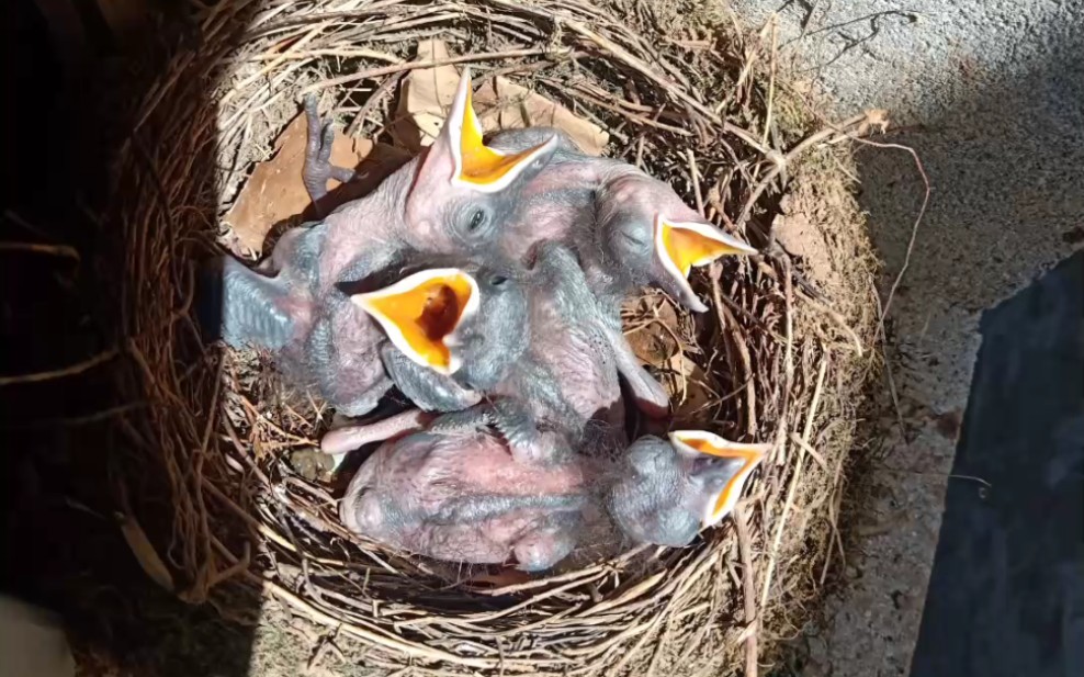 20220607紫啸鸫幼鸟一天一个样