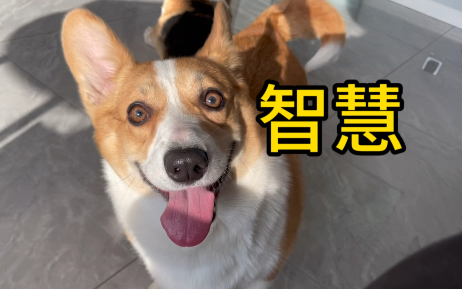 这柯基的智商,怎么哈里哈气的!