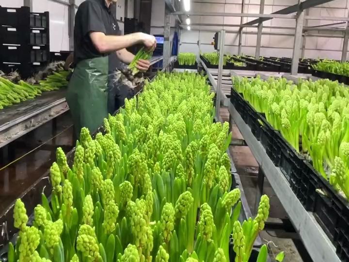 风信子是如何培育的