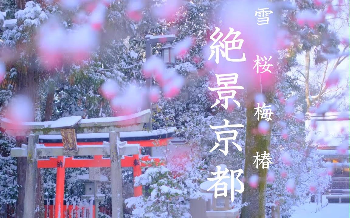 【4K风景】京都雪梅绝景 北野天满宫 龙安寺 等持院 平野神社(解压治愈工作学习背景音清晨叫醒夜晚助眠)哔哩哔哩bilibili