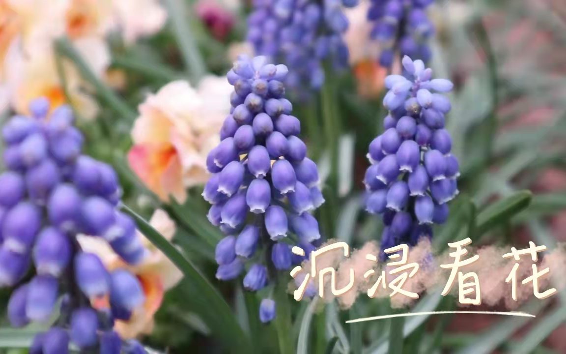 一起来云赏花 花园里开的正热闹哔哩哔哩bilibili