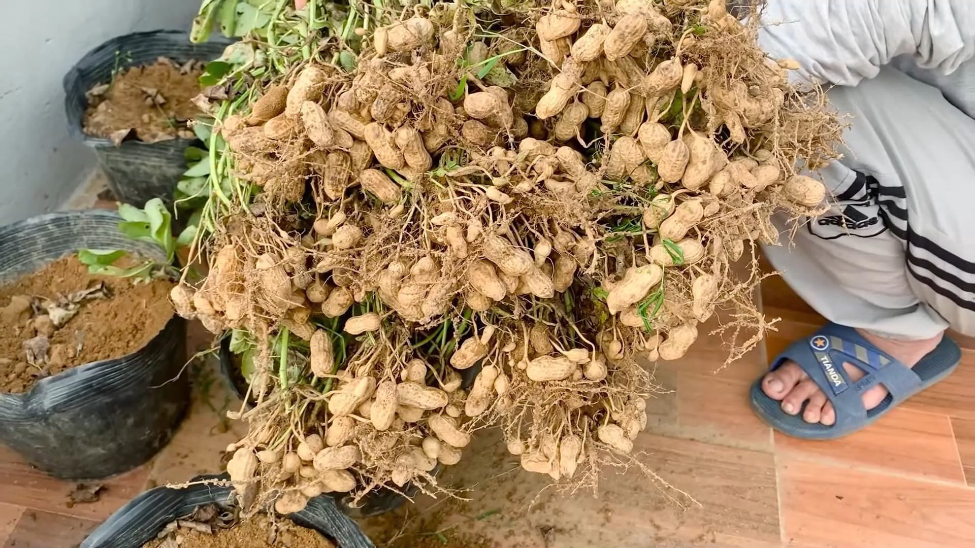 用花盆在家种植花生不仅产量喜人还非常有创意