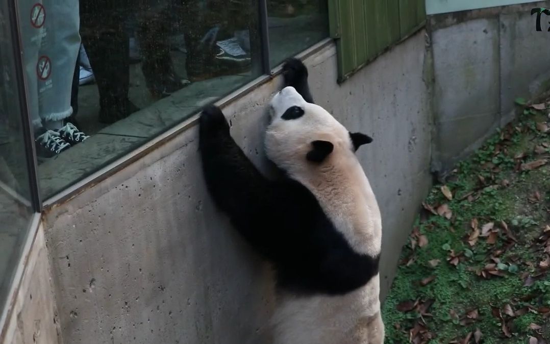 [图]【大熊猫福宝】|宋宝一叫就跑去开见面会的福公主，害羞逃跑还绊了一下哈哈哈