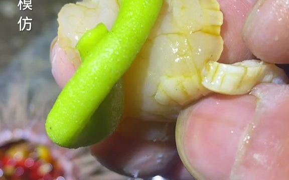 [图]在海边觅食发现了一个被海浪冲打到岸边的大家伙你认识吗