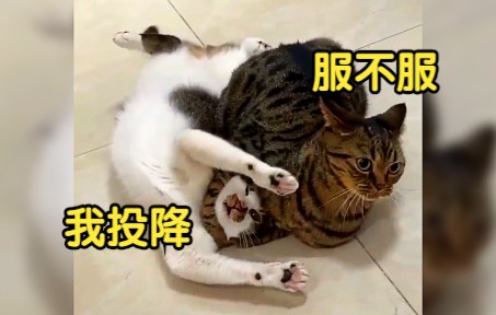 [图]猫猫怎么可以这么缺德啊!