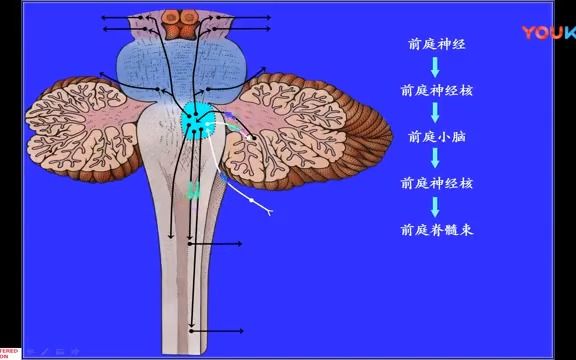 132.小脑纤维联系高清系统解剖学,人体解剖学,运动解剖学,医学哔哩哔哩bilibili