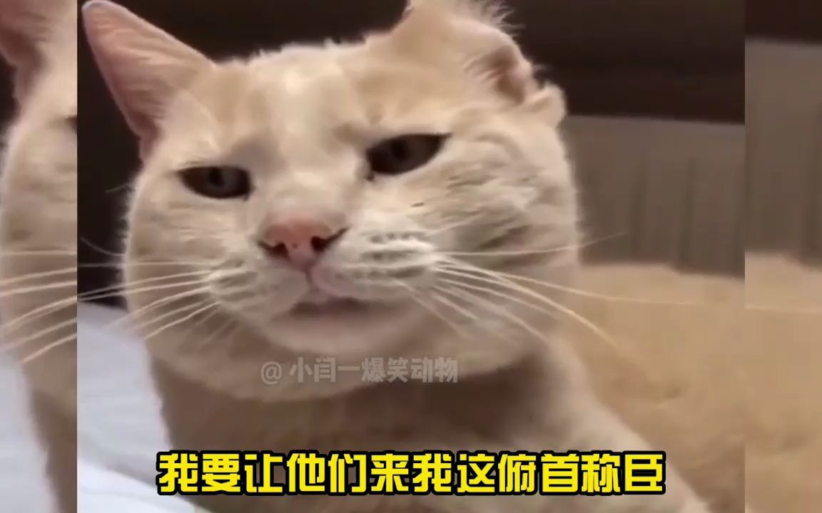 [图]猫：我要当老板，我要给别人发工资