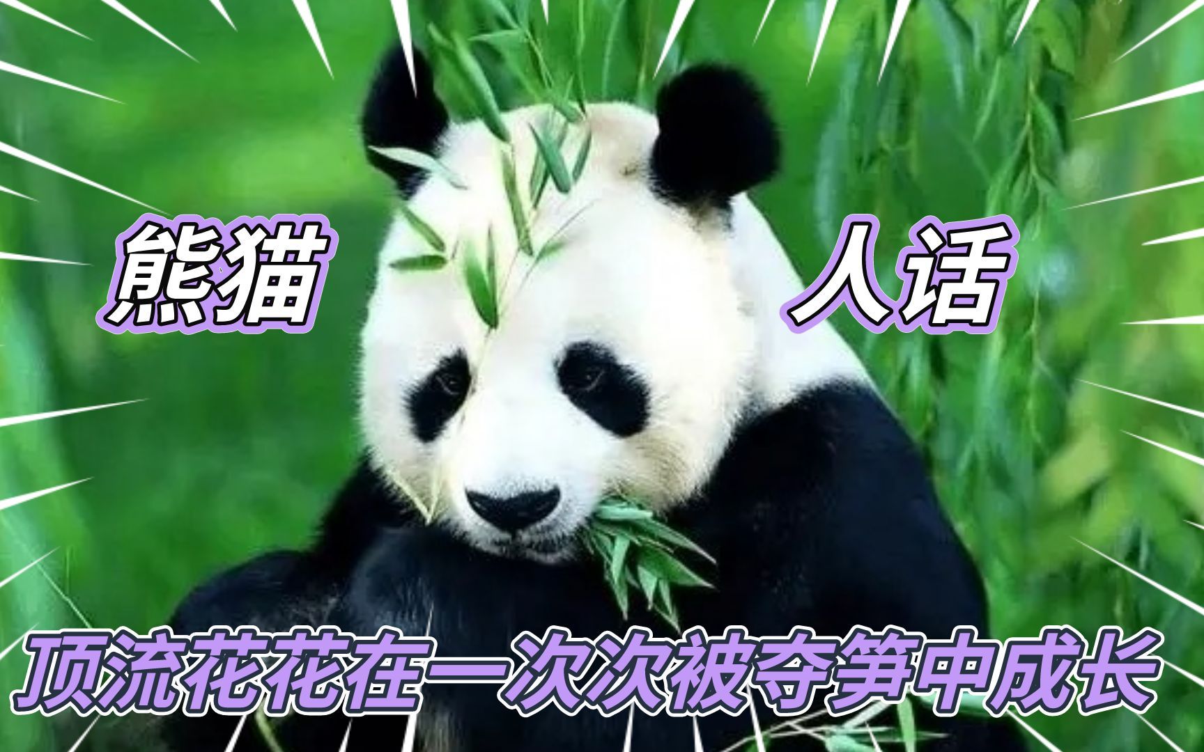 [图]大熊猫还是懂进化的，花花被夺笋的反应！原来真的能听懂人话