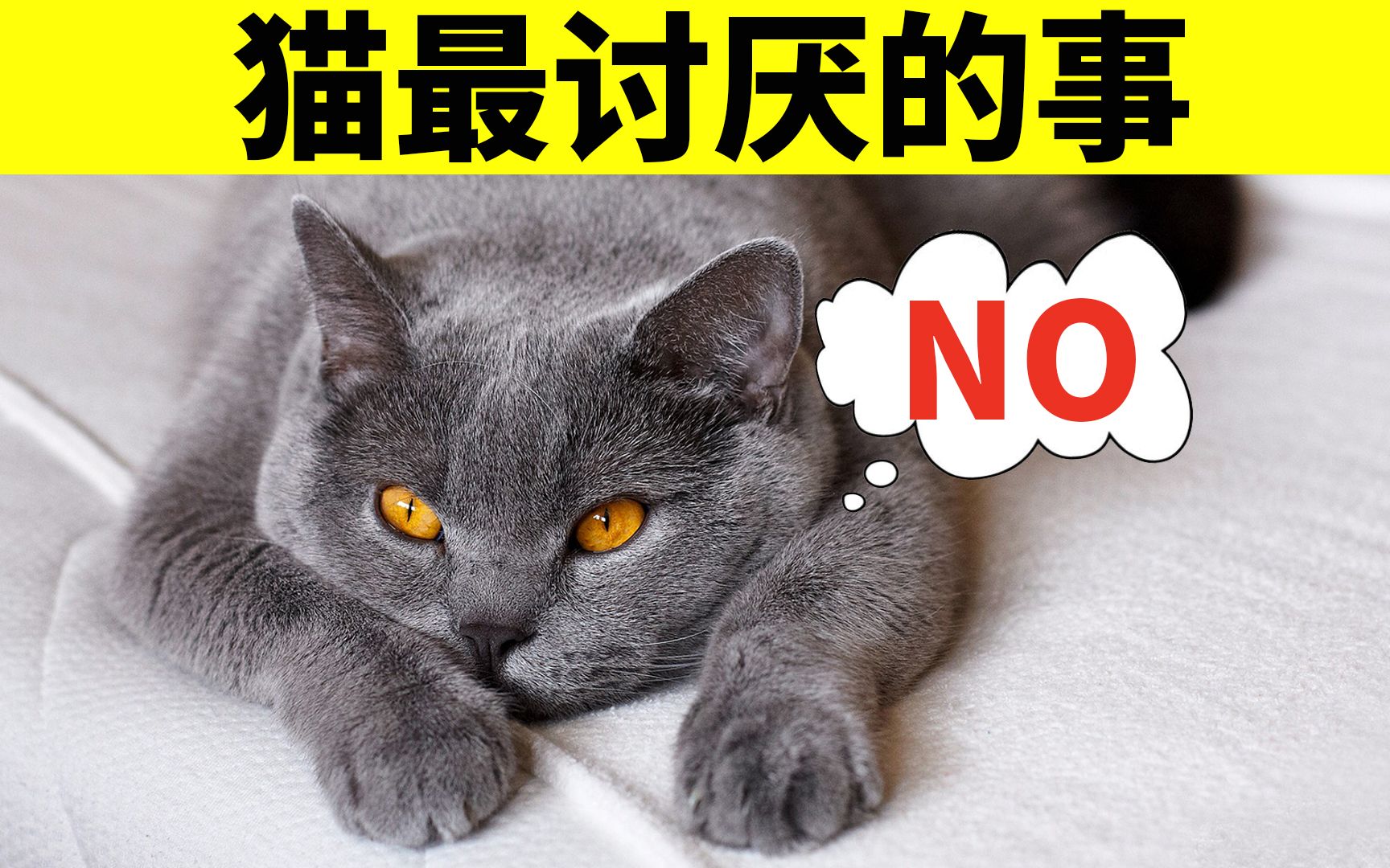 [图]5件猫最讨厌的事，如果一条都没中的话，绝对是天使猫咪！【初识猫咪EP3】