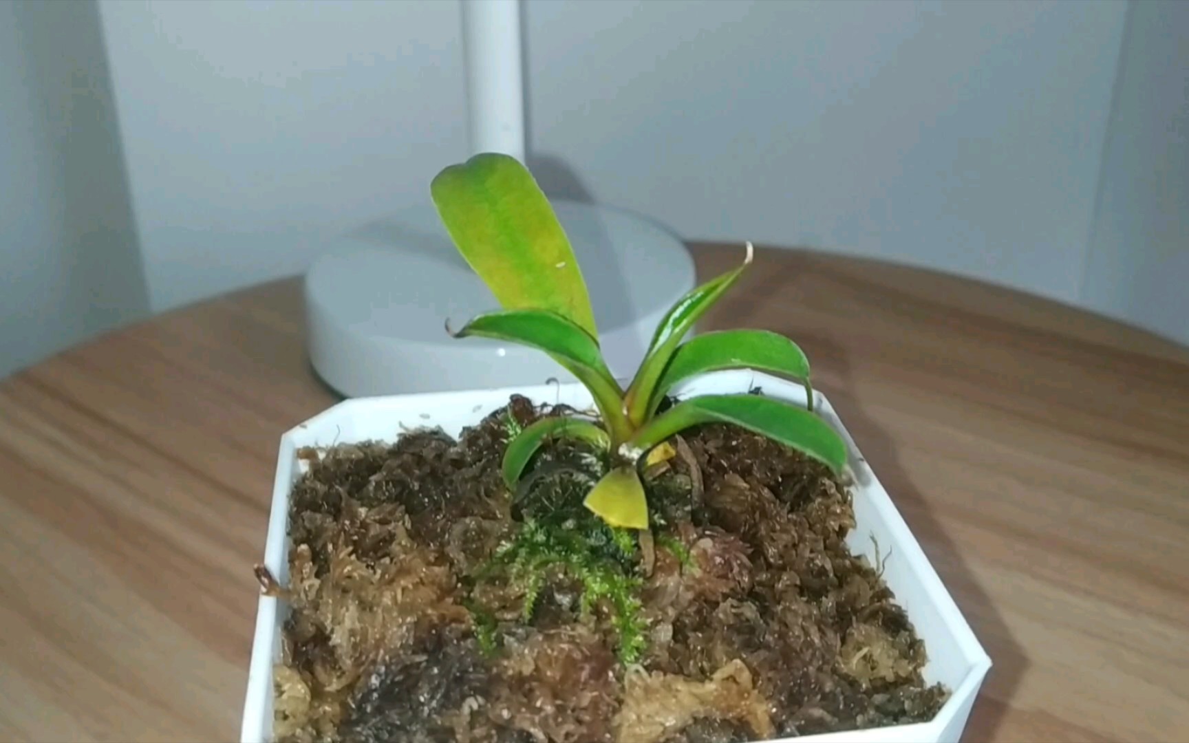 杏黄猪笼草记录