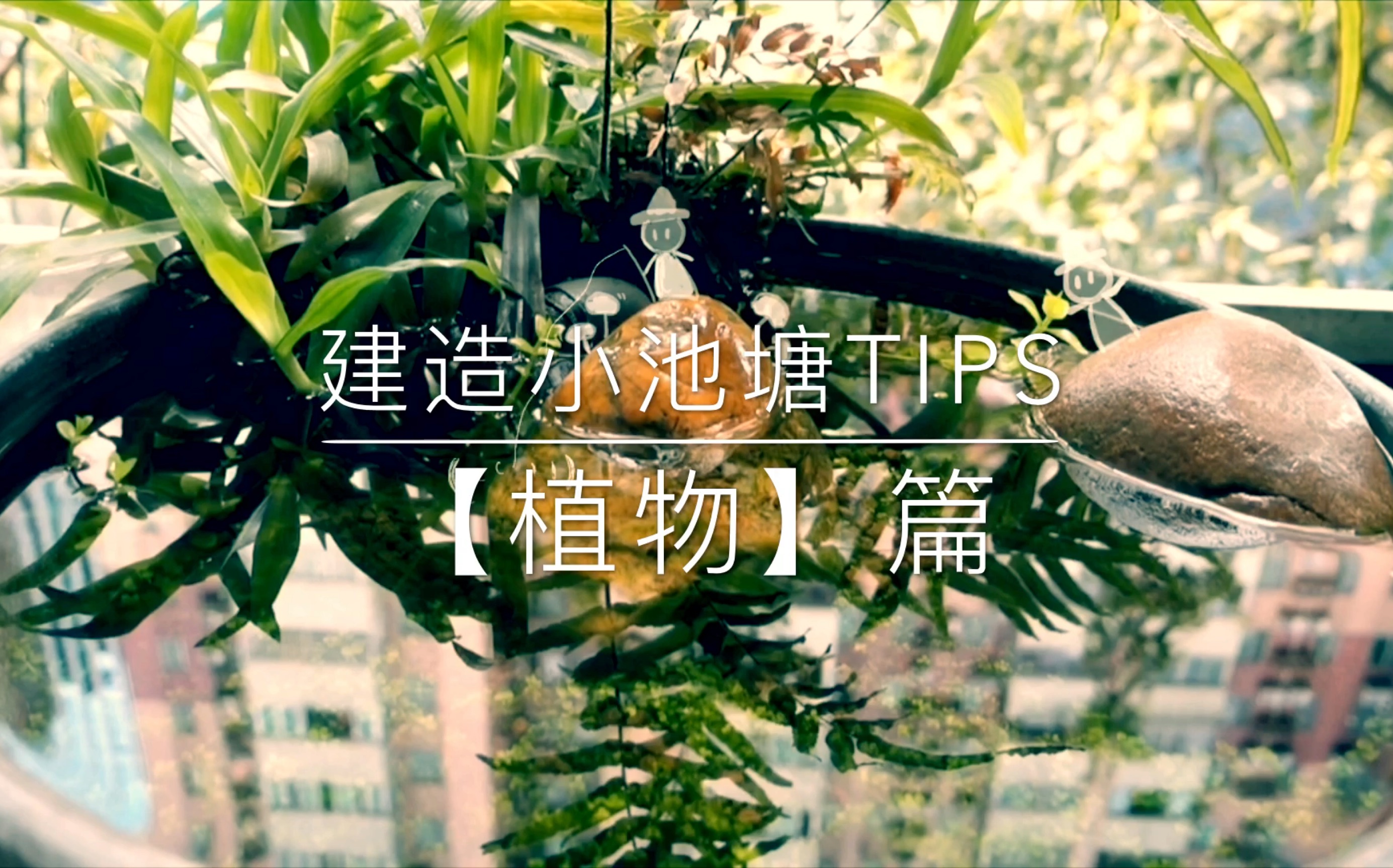 建造小池塘Tips之【植物篇】哔哩哔哩bilibili