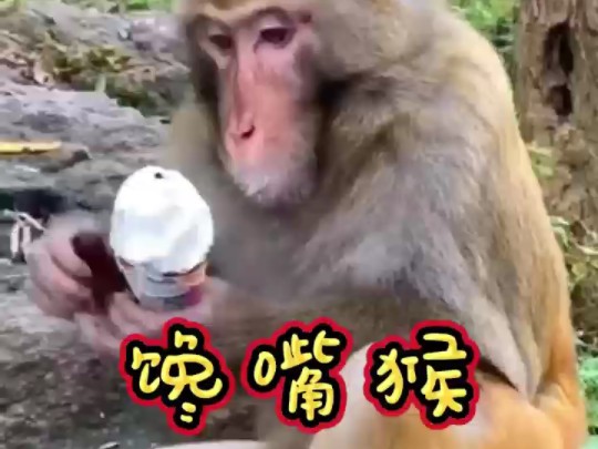 搞笑 可爱小动物