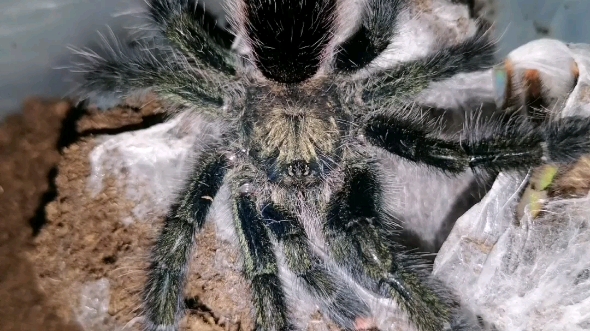 乌卡利亚粉趾拆蛋视频