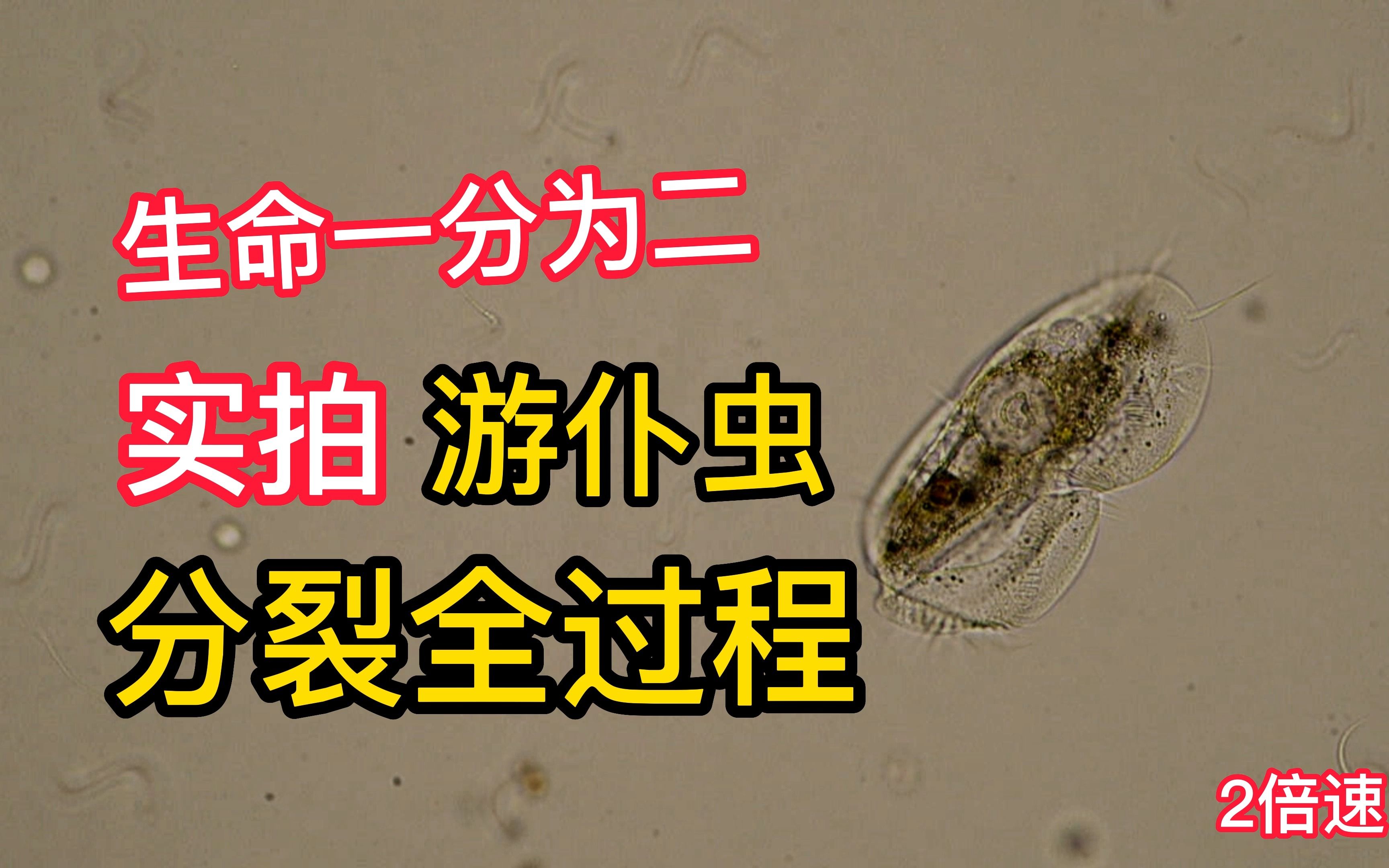 实拍游仆虫分裂全过程2_哔哩哔哩_bilibili