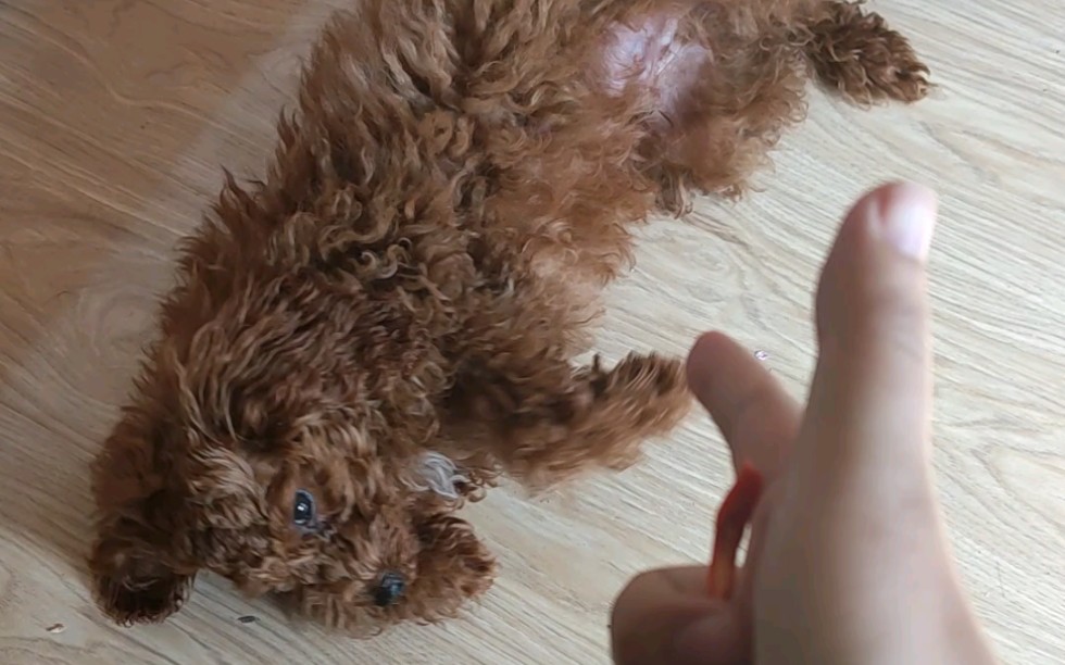 中枪不死的小泰迪-尼桑(桑尼异父异母的亲弟弟)