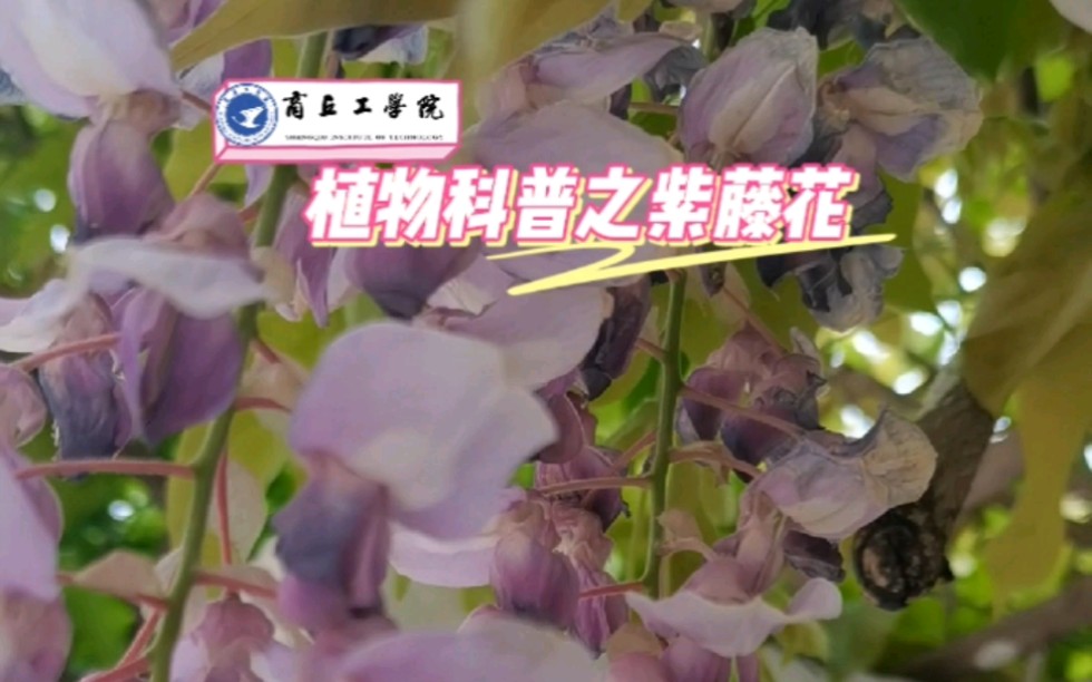 #绿植百问##你好春天##豫你一起共赏青绿#【商丘工学院植物科普之紫藤】紫藤挂云木,花蔓宜阳春.紫藤花可提炼芳香油,并有解毒、止吐止泻等功效,...