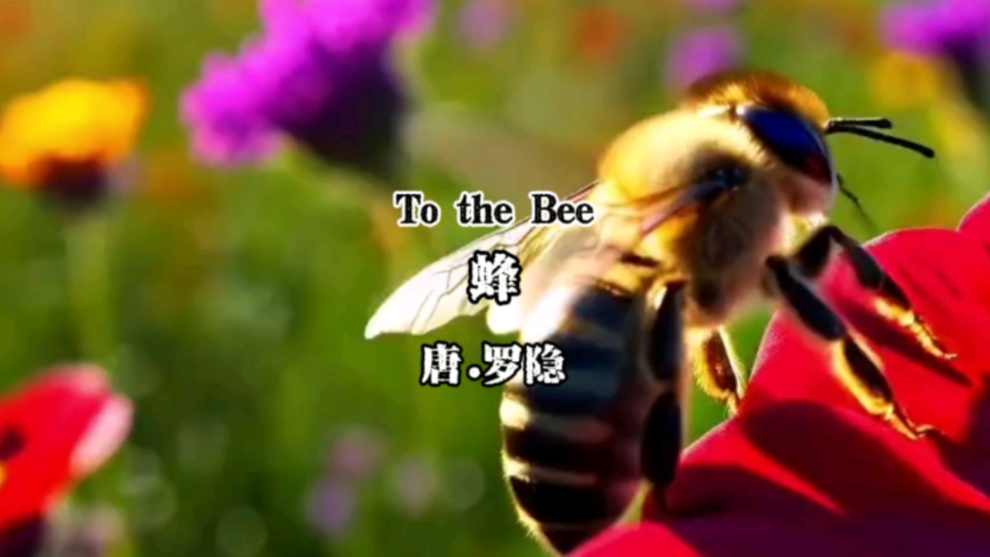 双语古诗《蜂》 To the Bee 不论平地与山尖,无限风光尽被占,采得百花成蜜后,为谁辛苦为谁甜.哔哩哔哩bilibili