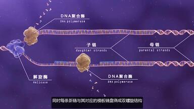 Dna 复制图 掌握生物学