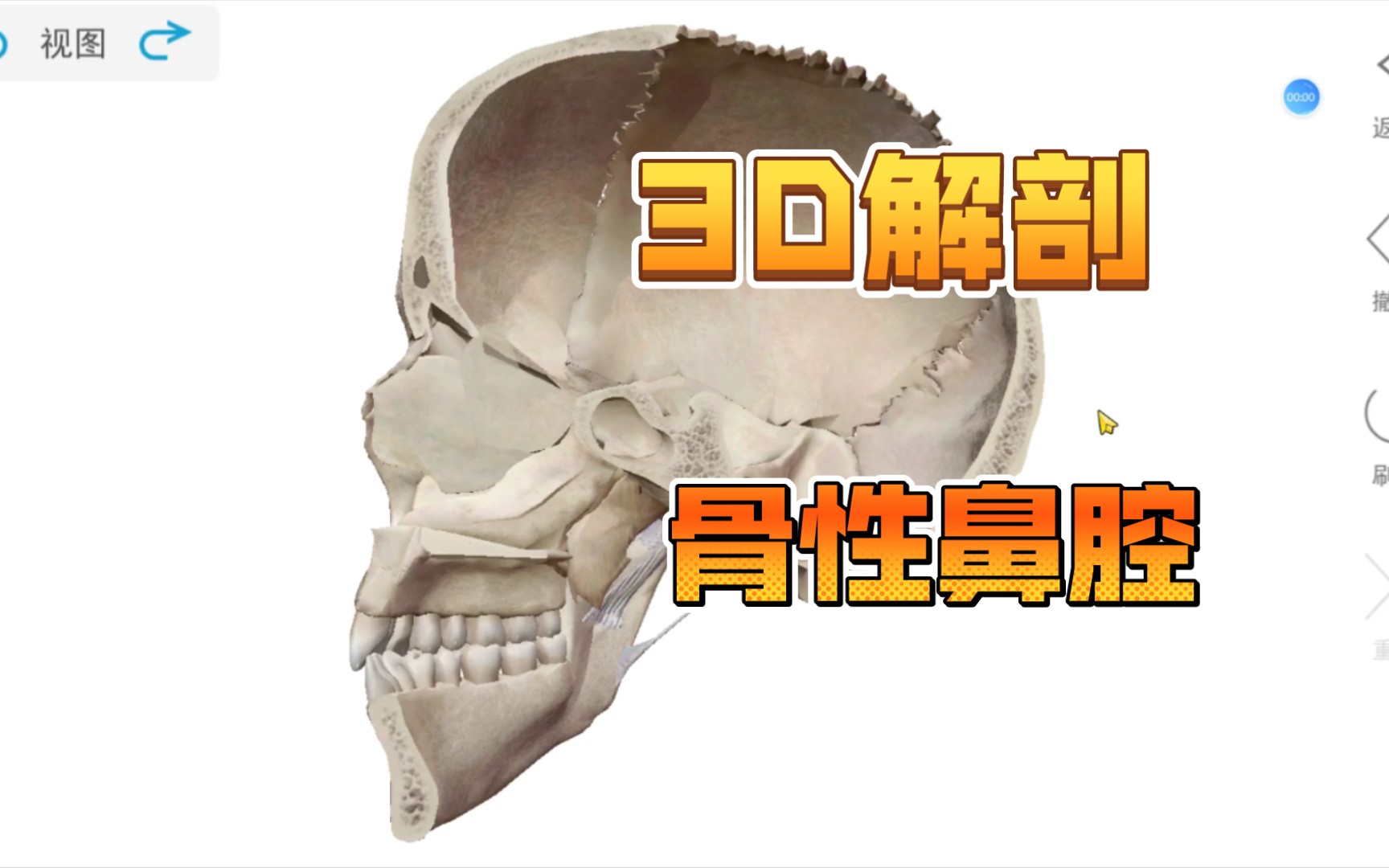 3D解剖骨性鼻腔哔哩哔哩bilibili