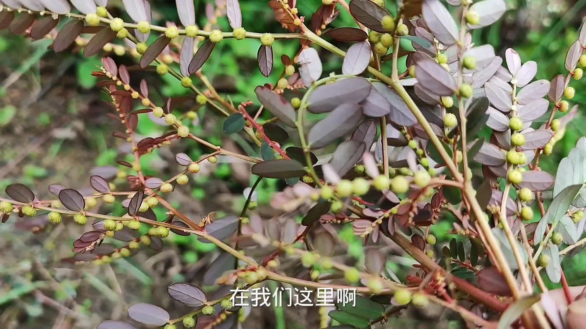 农村老奶奶每年泡水喝的"明目草",远方朋友需要,去山上找一下