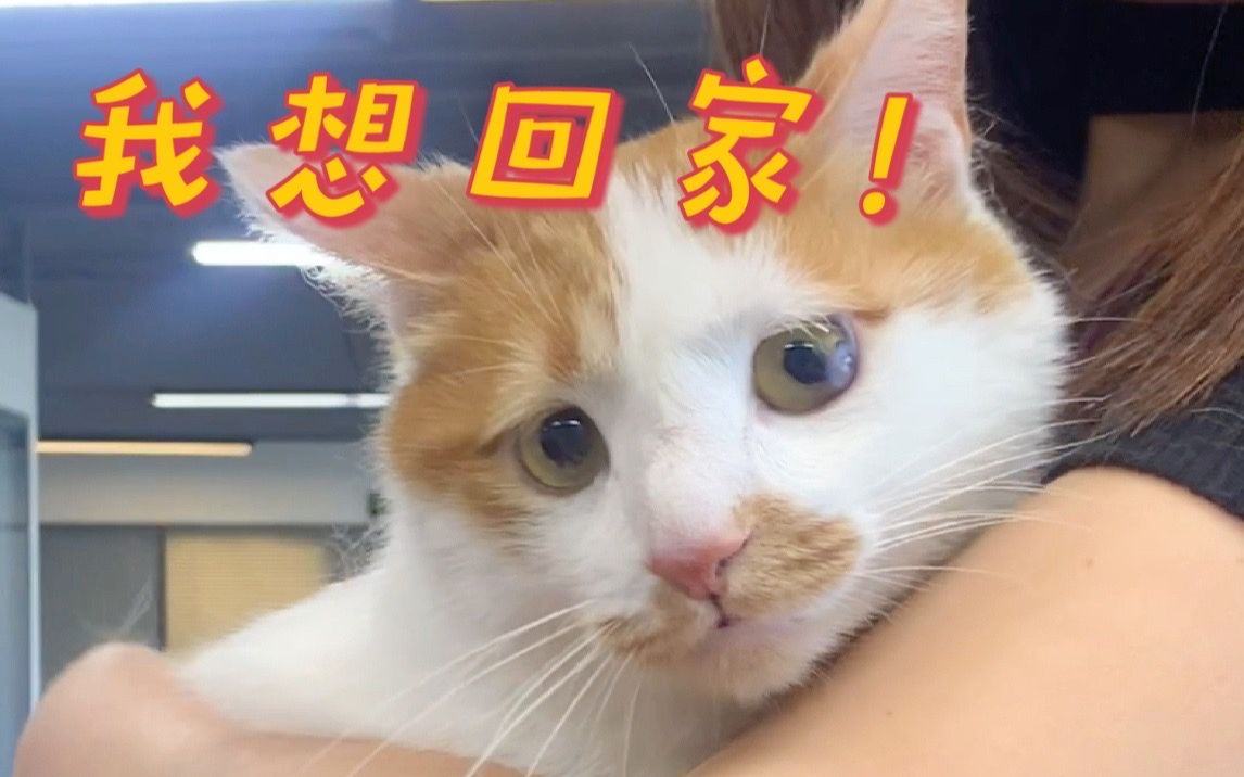 同事带猫上班日常,今天来的是一只名叫“小瘪三”的橘猫…哔哩哔哩bilibili