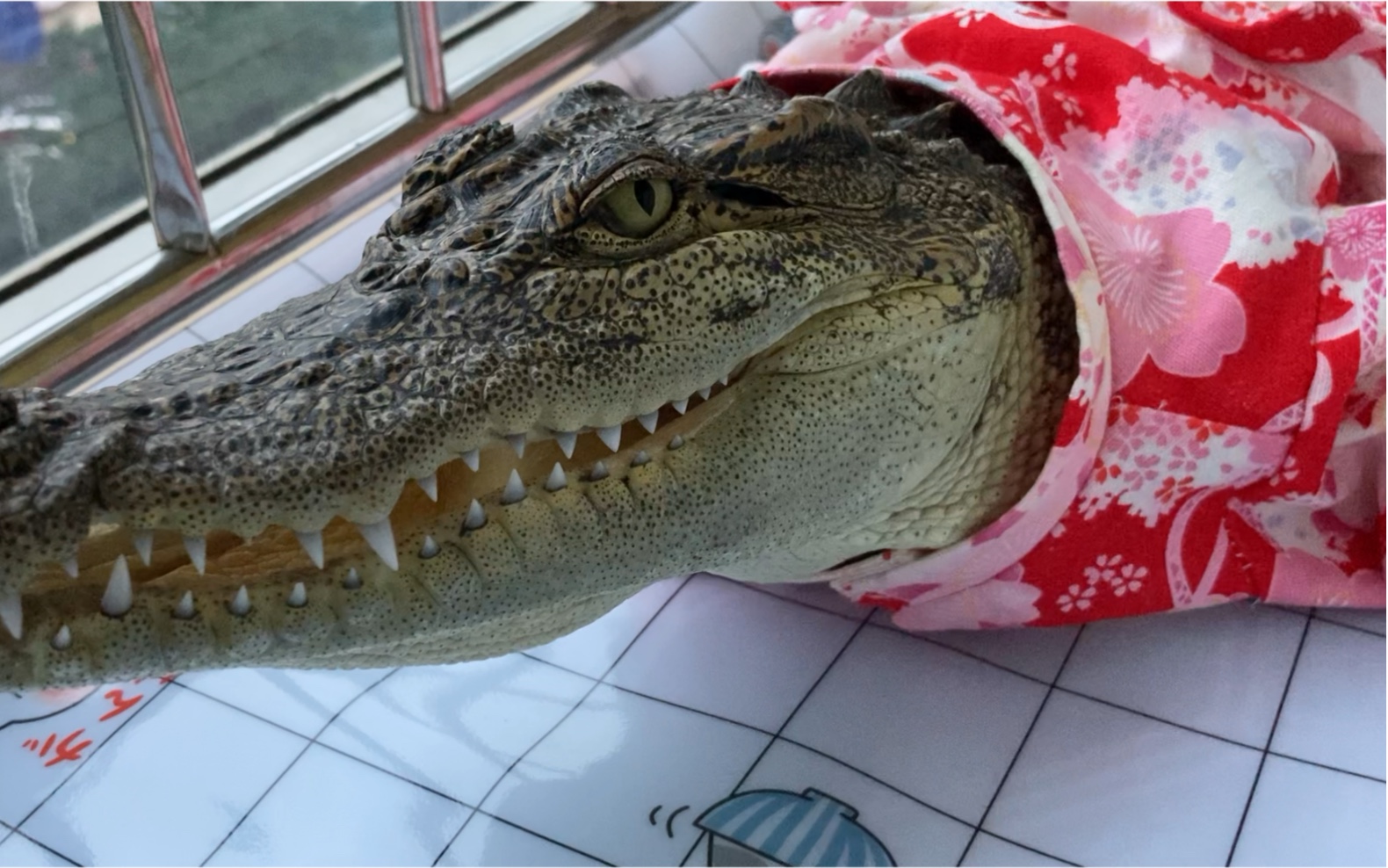 活动  你知道小鳄鱼是怎么发出这种声音的吗?