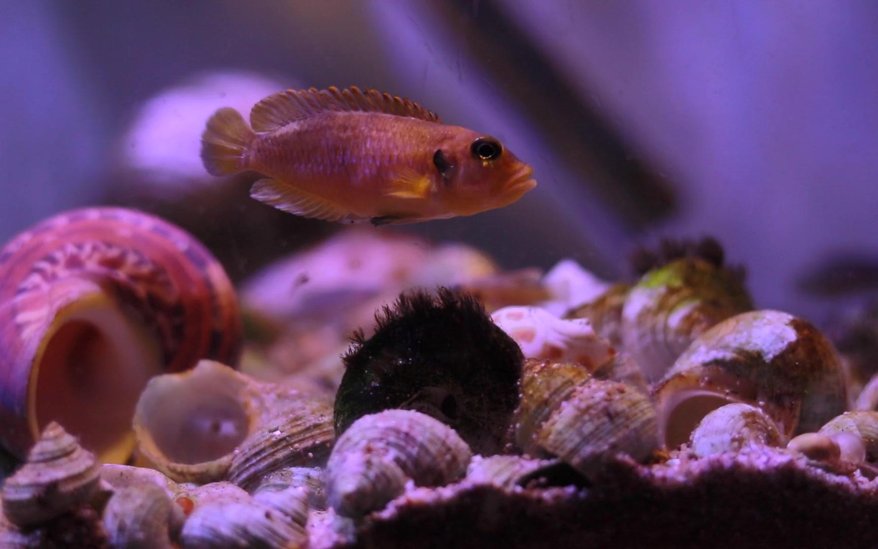 三湖慈鲷卷贝鱼繁殖小记陈sir养鱼日志