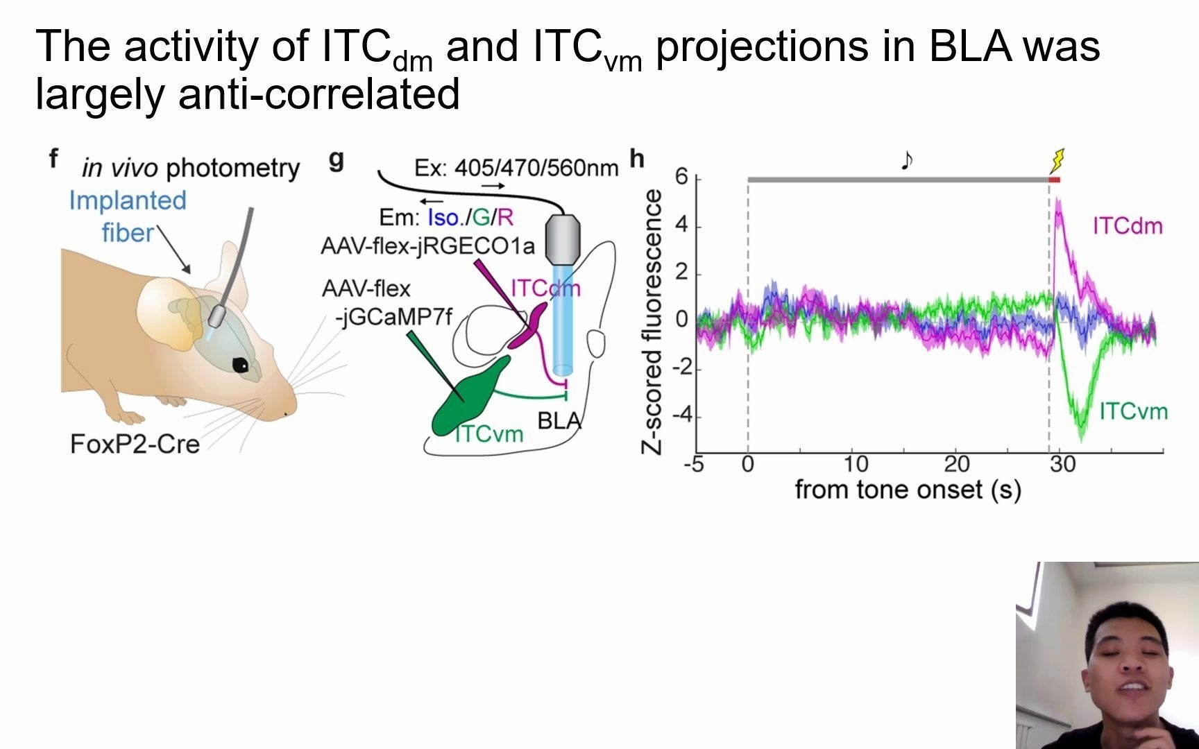 神经科学文献 Nature Intercalated amygdala clusters orchestrate a switch in fear state哔哩哔哩bilibili