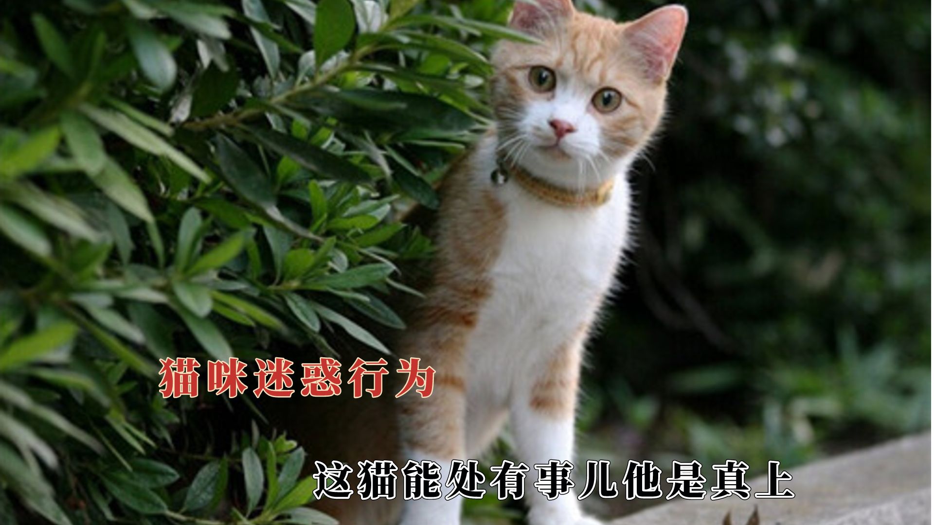 [图]这猫能处有事儿他是真上，狸花发布江湖追杀令