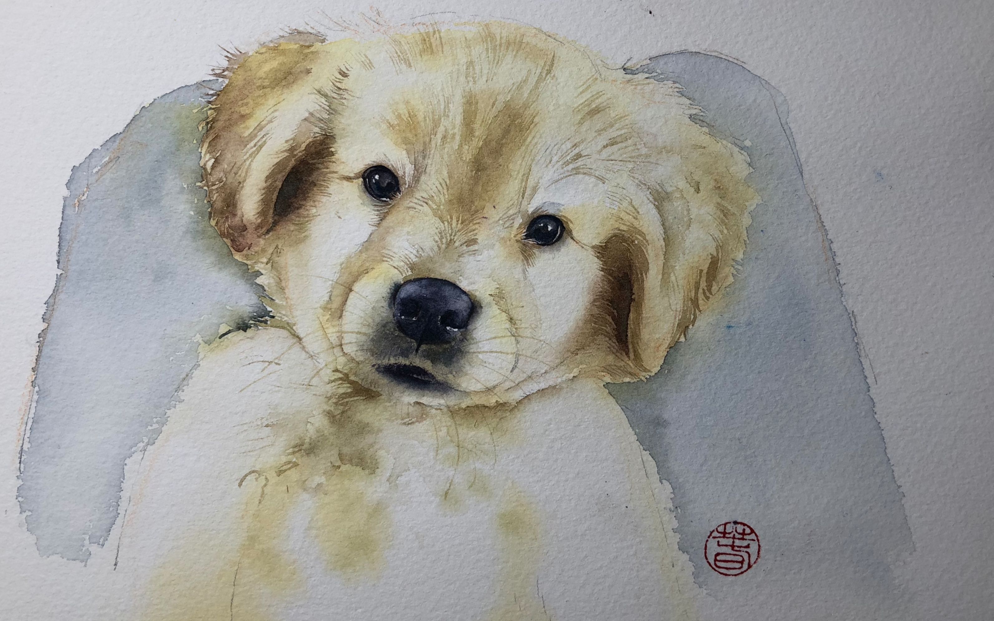 【水彩手绘】小金毛汪