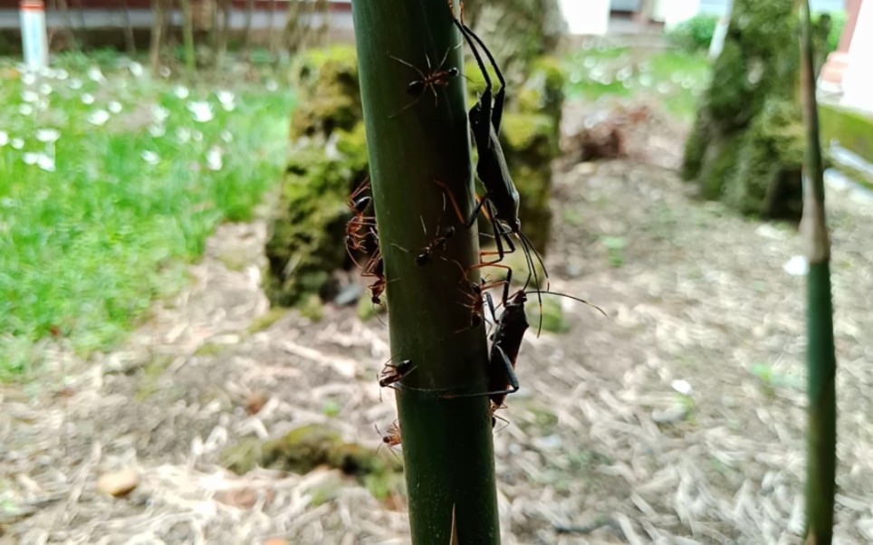 日常re:恐怖的竹虫!竟能免疫蚂蚁的攻击!