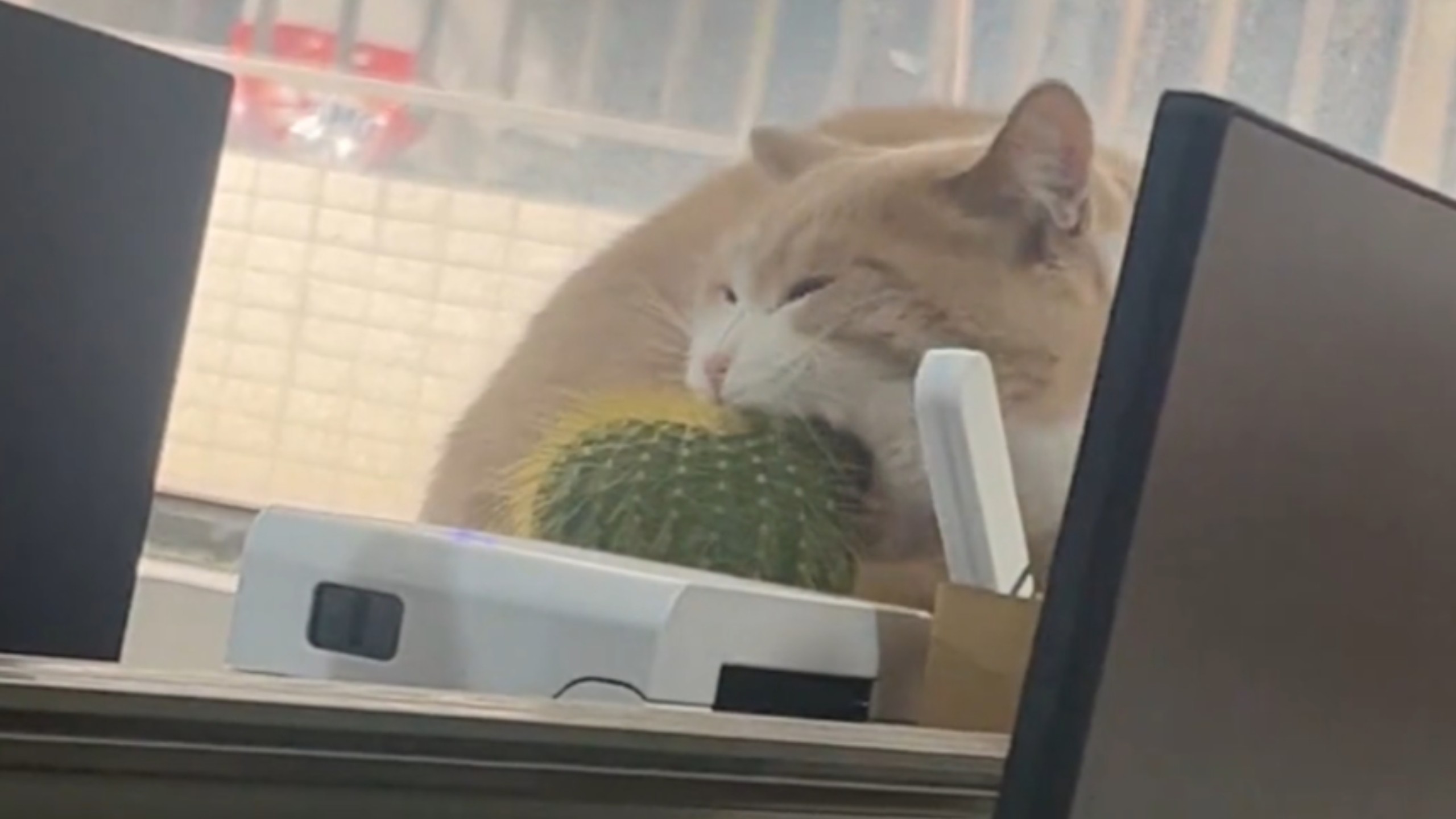 “真的要被这只傻猫笑死了，哈哈哈！”