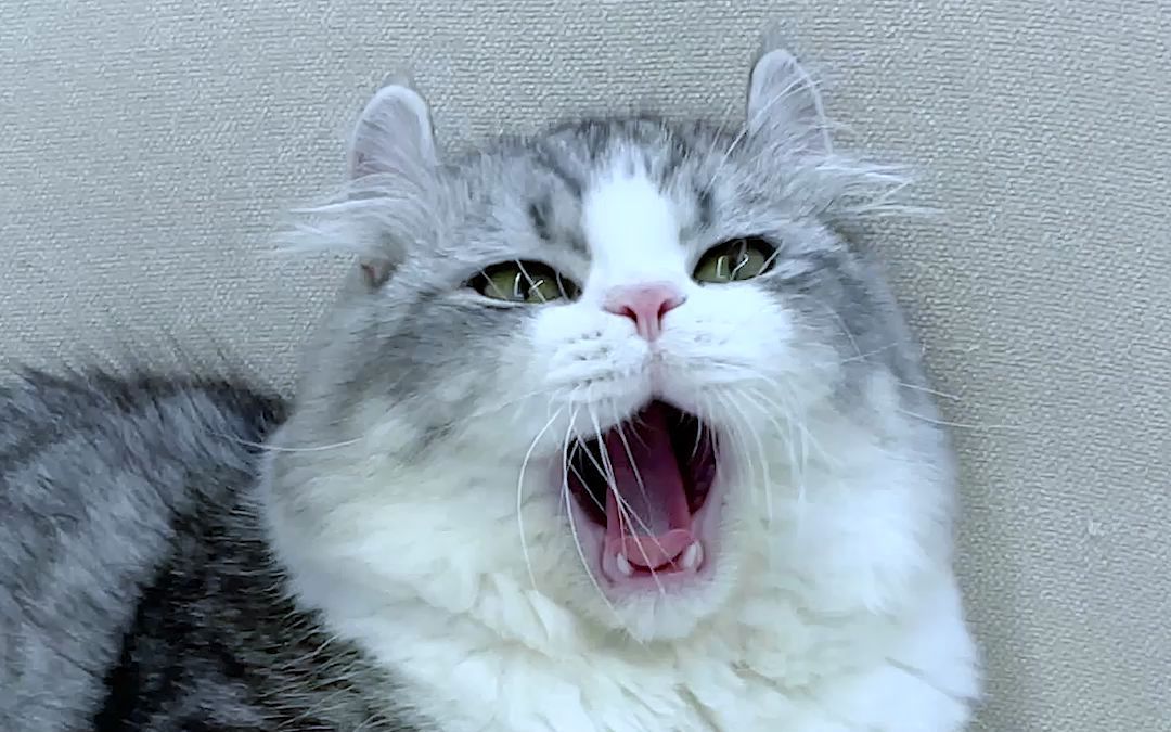 【nene奥斯卡小金猫获奖片段鉴赏】_哔哩哔哩_bilibili