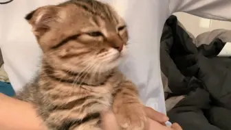 有些小猫咪天生就是治愈小能手!