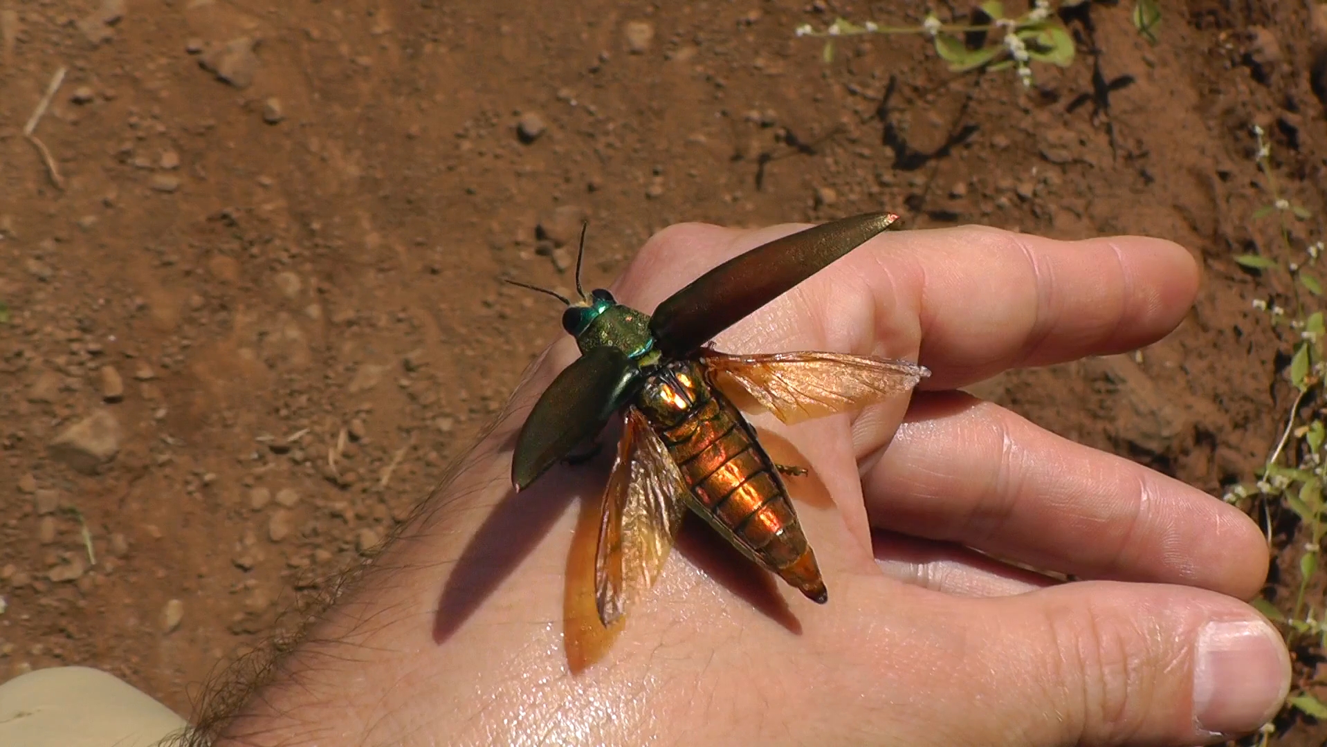 【搬運】iridescent jewel beetle, 吉丁蟲起飛