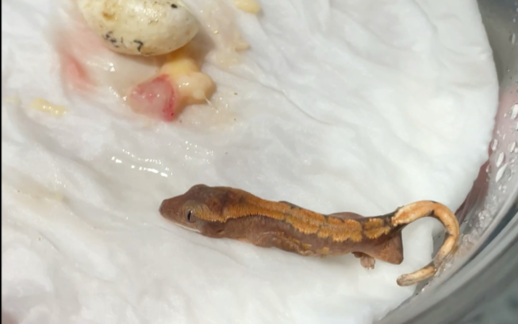 睫角守宫繁殖有风险孵化需谨慎