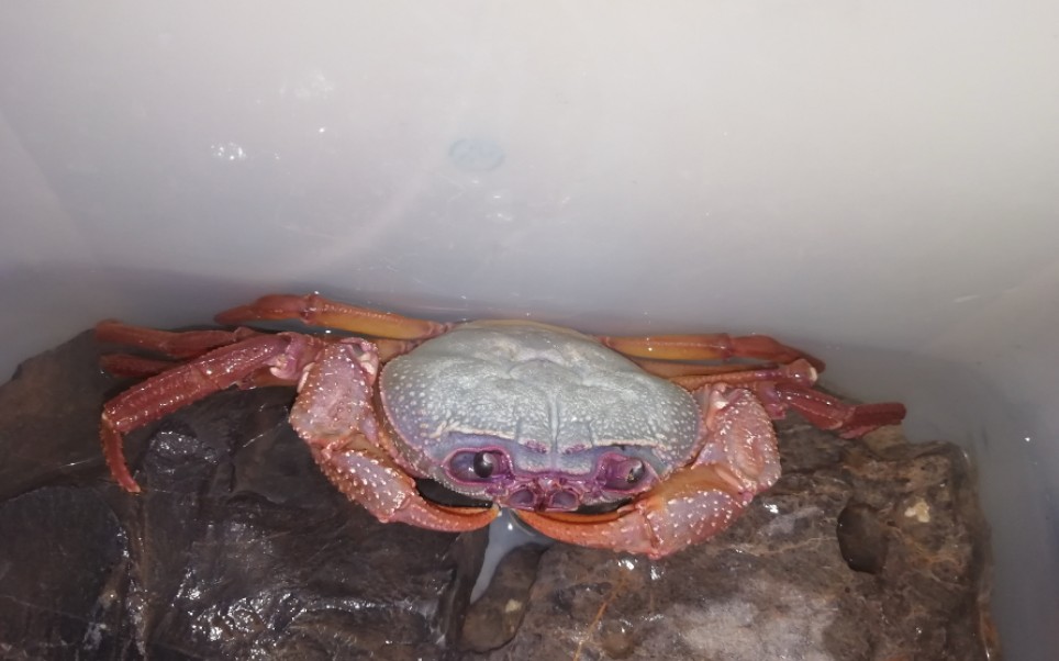 印支溪蟹捕食_哔哩哔哩_bilibili