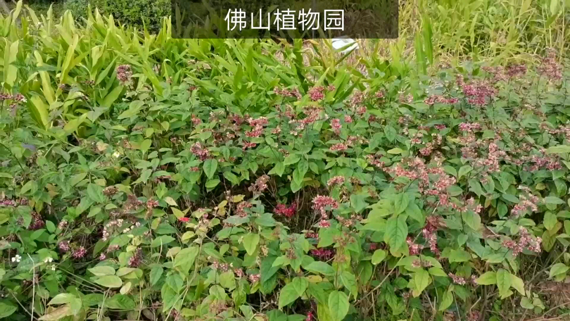 小陆的旅游:佛山植物园哔哩哔哩bilibili