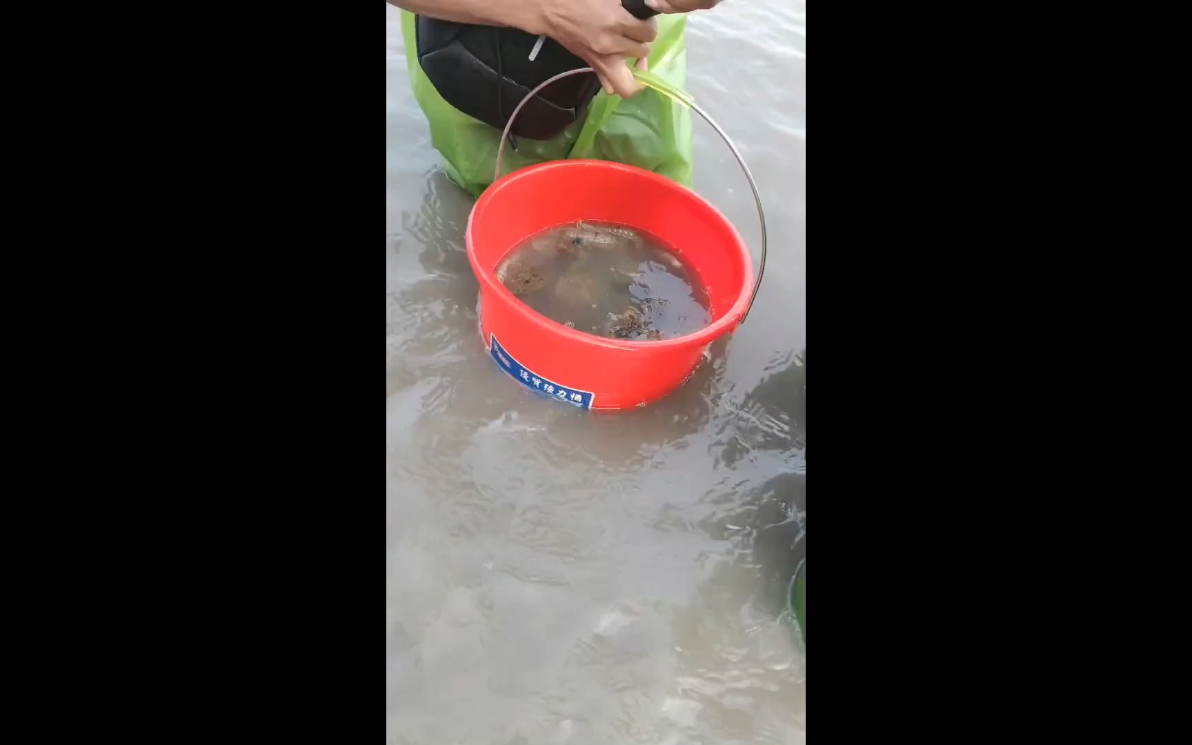 莆田秀屿全民赶海节活动.两万平米大坑抽干.看鱼获