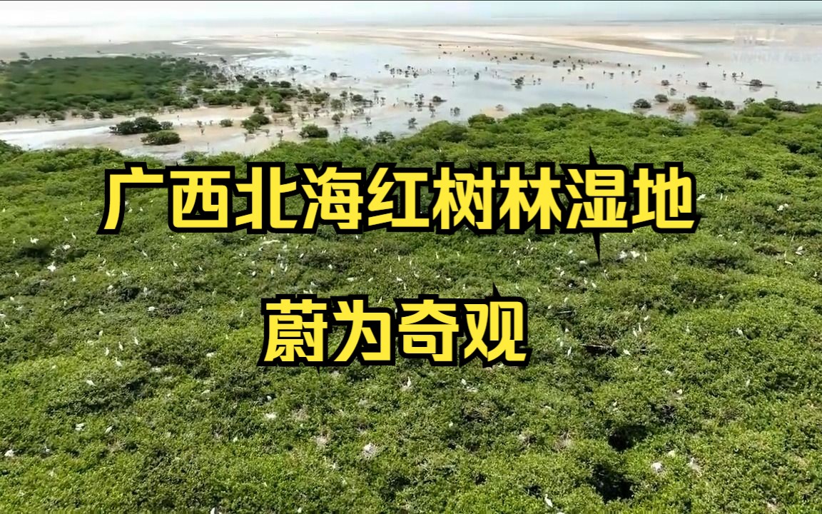 广西北海红树林湿地蔚为奇观,红树林资源面积超4200公顷哔哩哔哩bilibili